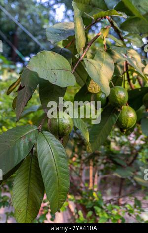 Genießen Sie den Anblick junger grüner Guave-Früchte, die in Clustern wachsen und in einem indischen Bio-Garten festgehalten werden, der die Frische vom Bauernhof bis zum Tisch betont. Stockfoto