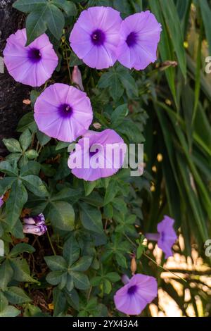 Bewundern Sie die leuchtenden violetten Blumen der wilden Weinrebe Ipomoea cairica, auch bekannt als Küstenmorgendlichkeit, die in der natürlichen Wildnis von Uttarak gedeiht Stockfoto