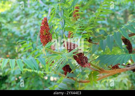Rhus typhina wächst im Garten. Blühender Baum im Park. Hüttengarten. Sumac, Hirschhorn. Kleiner Baum, der in großen Gruppen in freier Wildbahn wächst. Stockfoto