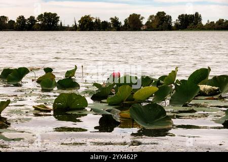 Seerosen blättert auf der Wasseroberfläche des Mincio-Flusses, Mantua Stockfoto