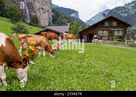 LAUTERBRUNNEN, SCHWEIZ - 23. SEPTEMBER 2023: Kühe mit blumigen zeremoniellen Verzierungen weiden vor oder altes Bauernhaus mit Schweizer alpen am bac Stockfoto