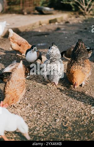 Eine Gruppe von Hühnern isst auf dem Boden. Im Hintergrund gibt es ein paar Enten. Die Hühner haben unterschiedliche Farben und Größen Stockfoto