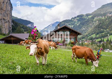 LAUTERBRUNNEN, SCHWEIZ - 23. SEPTEMBER 2023: Kühe mit blumigen zeremoniellen Verzierungen weiden vor oder altes Bauernhaus mit Schweizer alpen am bac Stockfoto