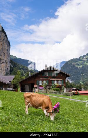 LAUTERBRUNNEN, SCHWEIZ - 23. SEPTEMBER 2023: Kühe mit blumigen zeremoniellen Verzierungen weiden vor oder altes Bauernhaus mit Schweizer alpen am bac Stockfoto