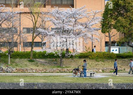 Am Flussufer des Kamo-Flusses während der Frühjahrszeit der Sakura-Kirschblüte in Kyoto, Japan am 1. April 2018 Stockfoto