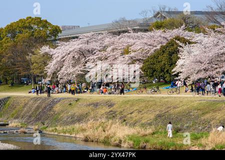 Am Flussufer des Kamo-Flusses während der Frühjahrszeit der Sakura-Kirschblüte in Kyoto, Japan am 1. April 2018 Stockfoto
