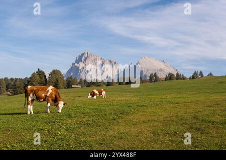Kühe weiden auf der Seiser Alm - Dolomitenplateau und der größten Hochalpenwiese Europas, Italien. Stockfoto