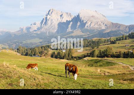 Kühe weiden auf der Seiser Alm - Dolomitenplateau und der größten Hochalpenwiese Europas, Italien. Stockfoto