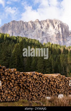 Vor dem Kiefernwald liegende Haufen von gehämmtem Holz mit Berggipfeln im Hintergrund. Vertikale Ausrichtung Stockfoto