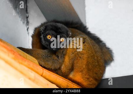 Porträt des WeißkopfLemuren. Tier in Nahaufnahme. Eulemur albifrons. Stockfoto