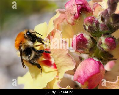 Makro der Hummel (Bombus), die sich auf snapdragon-Blüte sammelt und vom Profil aus gesehen Stockfoto