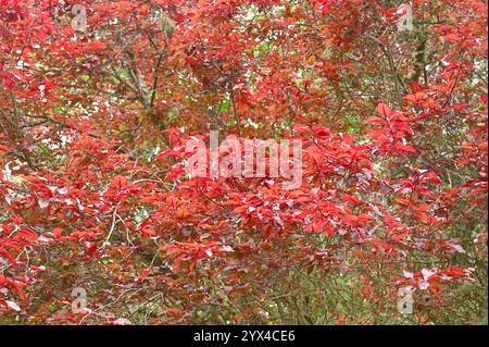 Rotes Sommerlaub von schwarzer Kirschpflaume Prunus cerasifera 'Nigra' UK Garden Juli Stockfoto