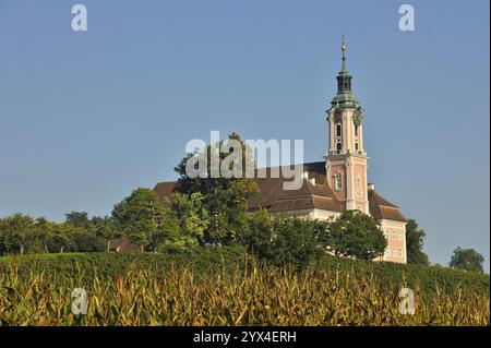 Barockkirche steht majestätisch inmitten einer grünen Landschaft unter klarem blauem Himmel, Maisfeld, Birnau Wallfahrtskirche am Bodensee, Uh Stockfoto