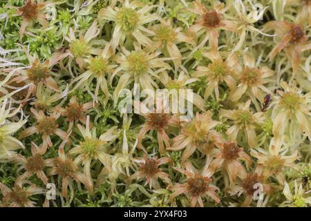 Marsh Torfmoos (Sphagnum palustre), Provinz Drenthe, Niederlande Stockfoto