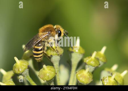 Efeubiene (Colletes hederae) erwachsenes Insekt, das sich von einer Efeupflanze ernährt, blüht im Sommer, England, Vereinigtes Königreich, Europa Stockfoto