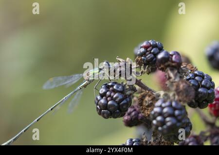 Smaragddamselfly (Lestes sponsa) erwachsenes Insekt auf einer brombeerfrucht im Sommer, England, Vereinigtes Königreich, Europa Stockfoto