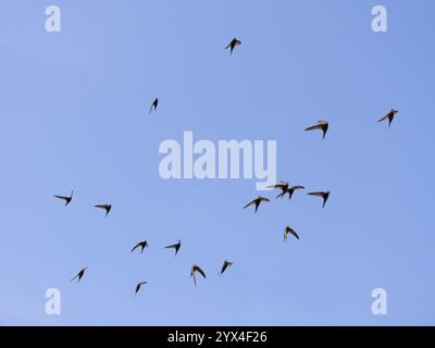 Gemeiner SWIFT (Apus apus), Schwarm im Flug, vor blauem Himmel, Hessen, Deutschland, Europa Stockfoto