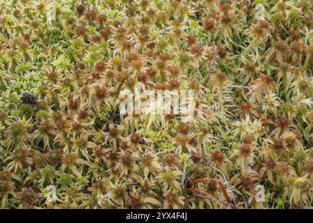 Marsh Torfmoos (Sphagnum palustre), Provinz Drenthe, Niederlande Stockfoto