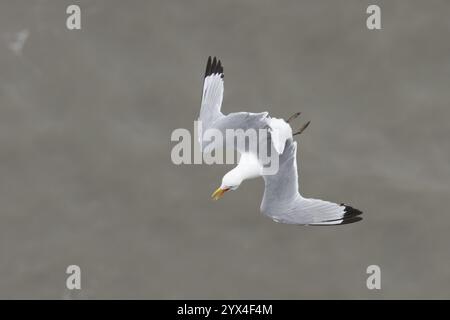 Schwarzbeiniger Kätzchen (Rissa tridactyla), Erwachsener, der über das Meer fliegt, England, Vereinigtes Königreich, Europa Stockfoto