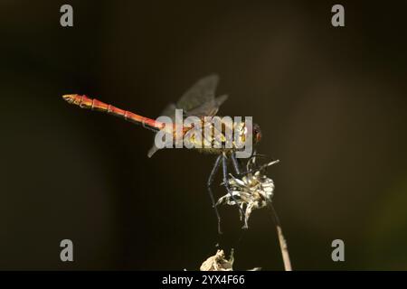 Gemeine DärtelLibelle (Sympetrum striolatum) ausgewachsenes männliches Insekt auf einem Pflanzenkopf im Sommer, England, Vereinigtes Königreich, Europa Stockfoto