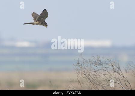 Falco tinnunkulus (Falco tinnunkulus) ausgewachsener Falkenvogel im Flug, England, Vereinigtes Königreich, Europa Stockfoto