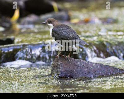 Cinclus cinclus, ausgewachsener Vogel auf einem Stein in einem Bergbach, Hessen, Deutschland, Europa Stockfoto