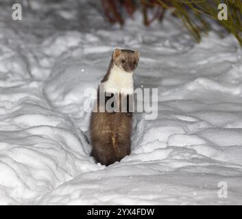 Buchenmarder (Martes foina), im Winter nachts in einem Garten in dickem Schnee, auf den Hinterbeinen stehend, aufmerksam, Niedersachsen, Deutschland, Europa Stockfoto