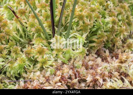 Marsh Torfmoos (Sphagnum palustre), Provinz Drenthe, Niederlande Stockfoto