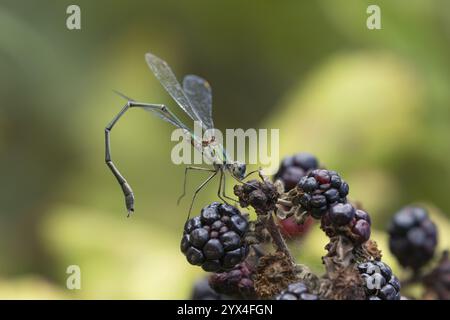 Smaragddamselfly (Lestes sponsa) erwachsenes Insekt auf einer brombeerfrucht im Sommer, England, Vereinigtes Königreich, Europa Stockfoto