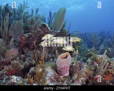 Typisches Korallenriff aus der Karibik, mit blauem Grunzen (Haemulon sciurus), Venus-Fans (Gorgonia ventalina), Vasenschwämmen (Callyspongia plicife) Stockfoto