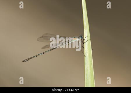 Smaragddamselfly (Lestes sponsa) erwachsenes Insekt auf einem Schilfpflanzenblatt im Sommer, England, Vereinigtes Königreich, Europa Stockfoto