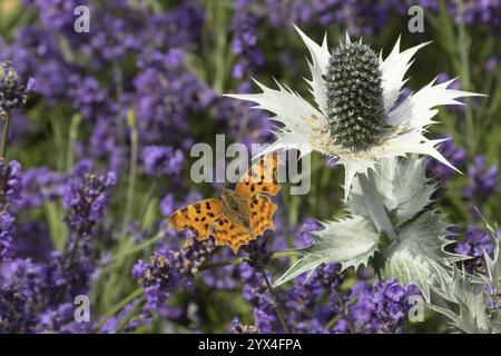 Komma-Schmetterling (Polygonia c-Album) erwachsenes Insekten, die auf einem Garten fressen Lavendelpflanze blüht im Sommer, England, Vereinigtes Königreich, Europa Stockfoto