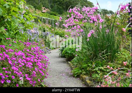 Ein Teil des Inverewe-Gartens mit dierama-harter Geranie, Schottland Juli Stockfoto