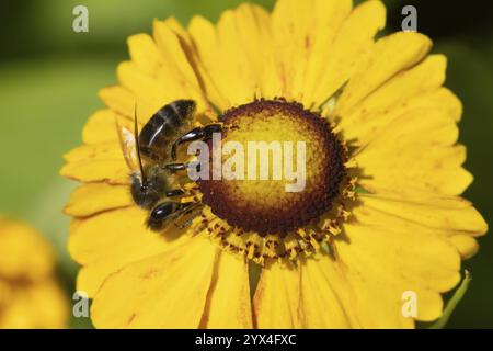 Honigbiene (APIs mellifera) ausgewachsenes Insekten, die sich im Sommer an einem Garten ernähren Helinium gelbe Blume, England, Vereinigtes Königreich, Europa Stockfoto