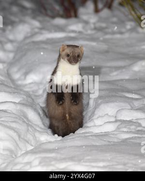 Buchenmarder (Martes foina), im Winter nachts in einem Garten in dickem Schnee, auf den Hinterbeinen stehend, aufmerksam, Niedersachsen, Deutschland, Europa Stockfoto