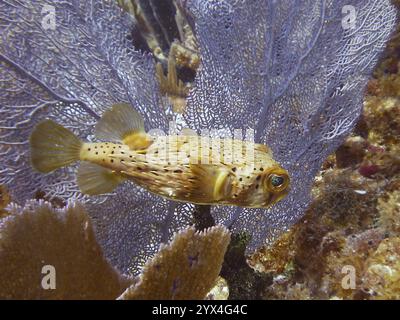 Ein brauner gefleckter Schwein (Diodon holocanthus) schwimmt vor einem violetten Venus-Fächer (Gorgonia ventalina), Tauchplatz John Pennekamp Coral Reef State P Stockfoto