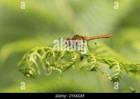 Gemeine Darter Libelle (Sympetrum striolatum) ausgewachsenes weibliches Insekt auf einem Brackenblatt im Sommer, England, Vereinigtes Königreich, Europa Stockfoto