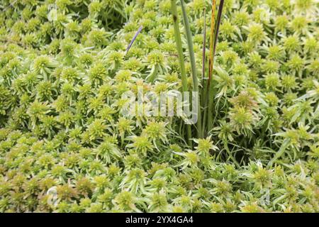 Marsh Torfmoos (Sphagnum palustre), Provinz Drenthe, Niederlande Stockfoto