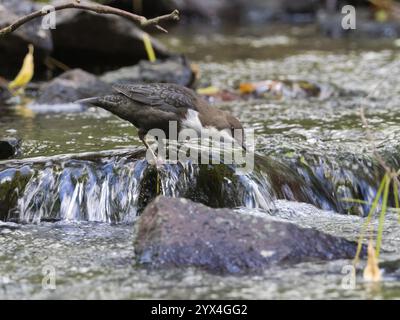 Gewöhnlicher Dipper (Cinclus cinclus), erwachsener Vogel auf einem Stein in einem Bergbach, auf der Suche nach Nahrung, Hessen, Deutschland, Europa Stockfoto