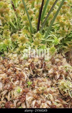 Marsh Torfmoos (Sphagnum palustre), Provinz Drenthe, Niederlande Stockfoto