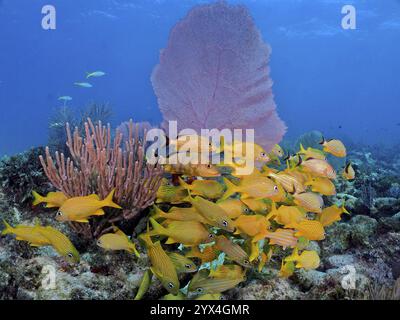 Eine große Schule von gelben Fischen, französischer Grunt (Haemulon flavolineatum), in einer lebendigen Unterwasserlandschaft mit großen weichen Korallen, porösen Gelbgorgonien Stockfoto