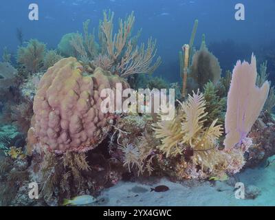 Buntes Korallenriff mit verschiedenen Korallenarten, darunter Bergsternkorallen (Orbicella faveolata), amerikanische Gorgonien (Antillogorgia americana) und Stockfoto