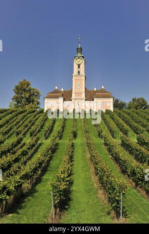 Barockkirche erhebt sich symmetrisch hinter geordneten Reihen grüner Weinstöcke, Wallfahrtskirche Birnau am Bodensee, Uhldingen-Mühlhofen, Baden-Wuertte Stockfoto