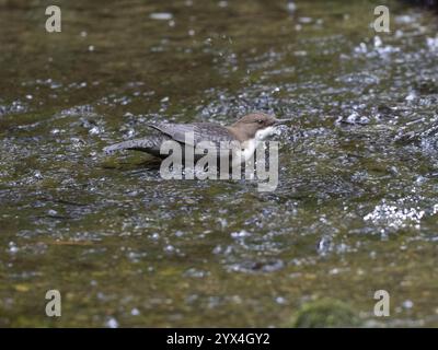 Gewöhnlicher Dipper (Cinclus cinclus), erwachsener Vogel, der in einem Bergbach durch das flache Wasser wandert, auf Nahrungssuche, Hessen, Deutschland, Europa Stockfoto