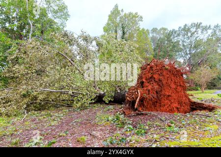 Ein großer Baum wurde entwurzelt, wodurch seine Wurzeln die Landschaft in Wohngebieten zerstören, nachdem ein schwerer Sturm durch die Region gewühlt wurde Stockfoto