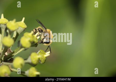 Efeubiene (Colletes hederae) erwachsenes Insekt, das sich von einer Efeupflanze ernährt, blüht im Sommer, England, Vereinigtes Königreich, Europa Stockfoto