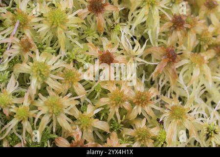 Marsh Torfmoos (Sphagnum palustre), Provinz Drenthe, Niederlande Stockfoto