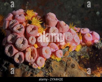 Leuchtende rosa und gelbe Korallen, gelbe Becherkorallen (Tubastraea coccinea), auf einem Meeresfelsen, die ein lebendiges Unterwasserbild schaffen, Tauchplatz Blue Heron Bridg Stockfoto