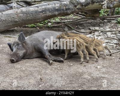 Wildschwein (Sus scrofa), ausgewachsenes Weibchen oder Sau, auf der Seite liegend, drei Ferkel säugend, Hessen, Deutschland, Europa Stockfoto