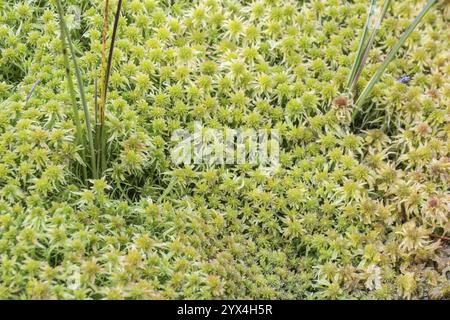 Marsh Torfmoos (Sphagnum palustre), Provinz Drenthe, Niederlande Stockfoto